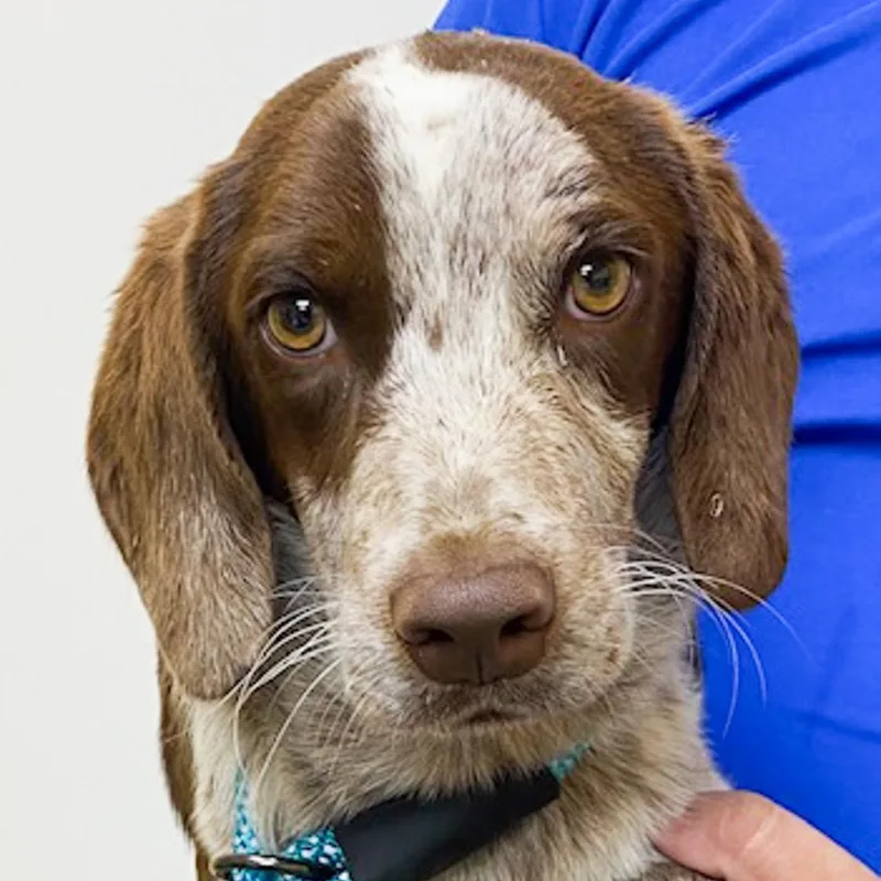 A baby small-sized male Brown / Chocolate Beagle dog named Snoopy for adoption in Albany, NY