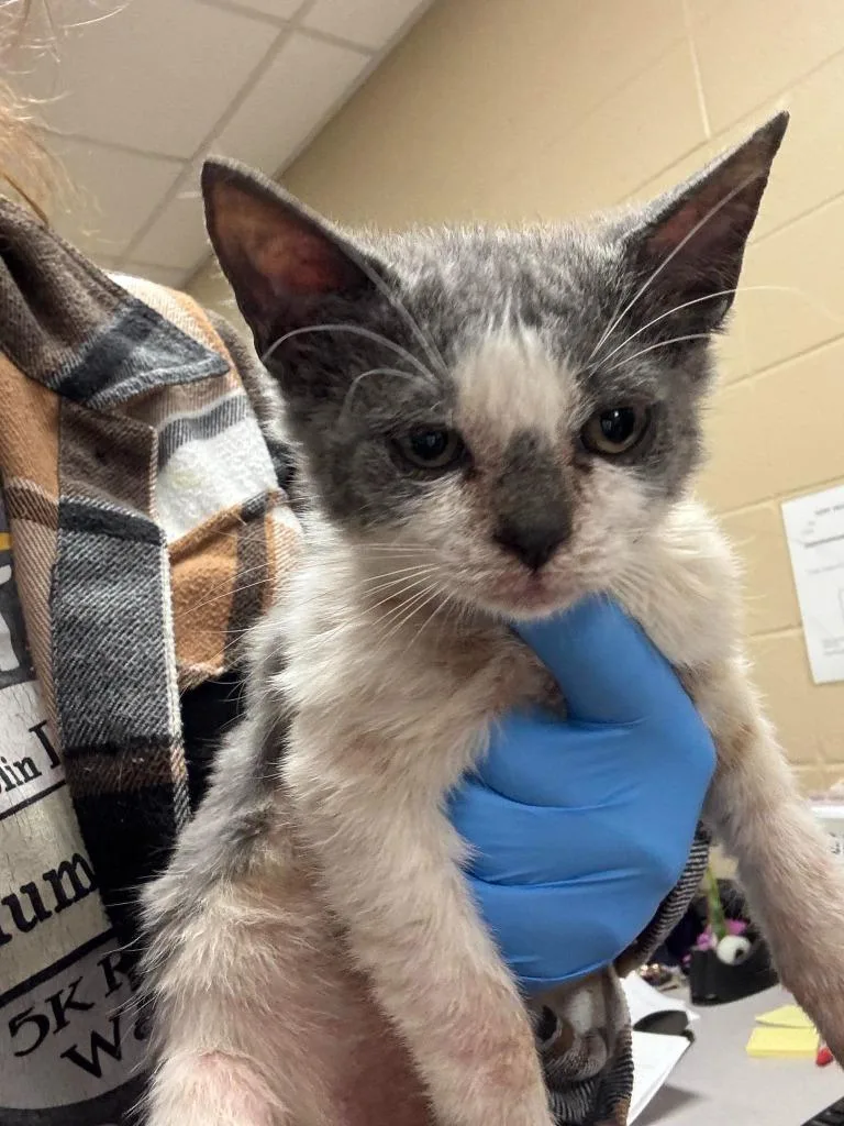 A baby small-sized female Domestic Short Hair cat named Wiggy for adoption in Republic, MO