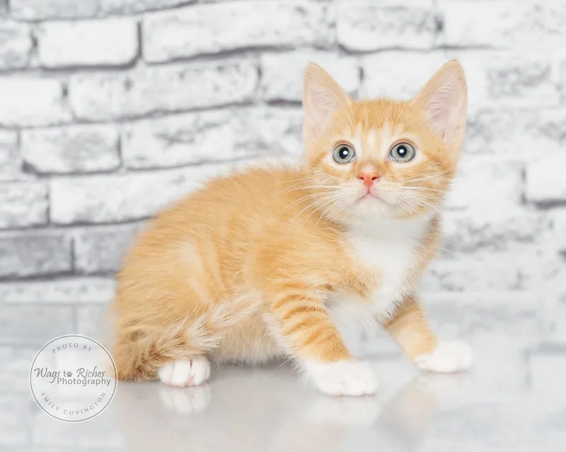 A baby medium-sized male Tabby (Orange / Red) Domestic Short Hair cat named Leo for adoption in Tuscaloosa, AL