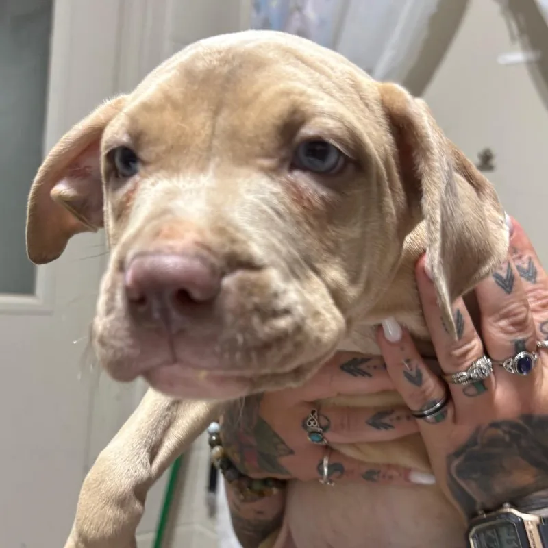 A baby small-sized male Yellow / Tan / Blond / Fawn Mixed Breed dog named Lincoln for adoption in Milton, FL