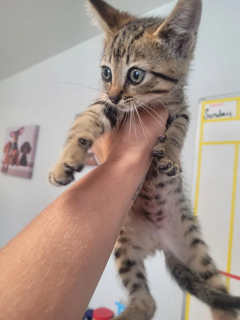 A baby small-sized male Domestic Short Hair cat named Danny for adoption in Huntsville, TX