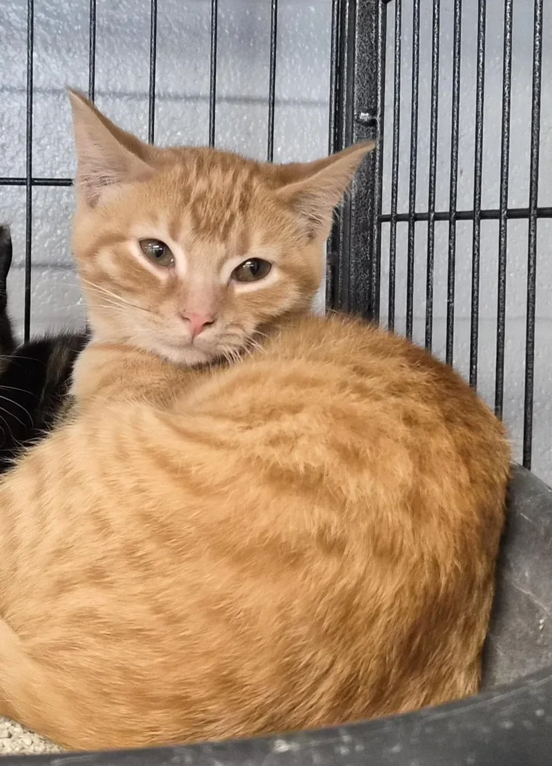 A baby small-sized male Domestic Short Hair cat named Flame for adoption in Hermitage, PA
