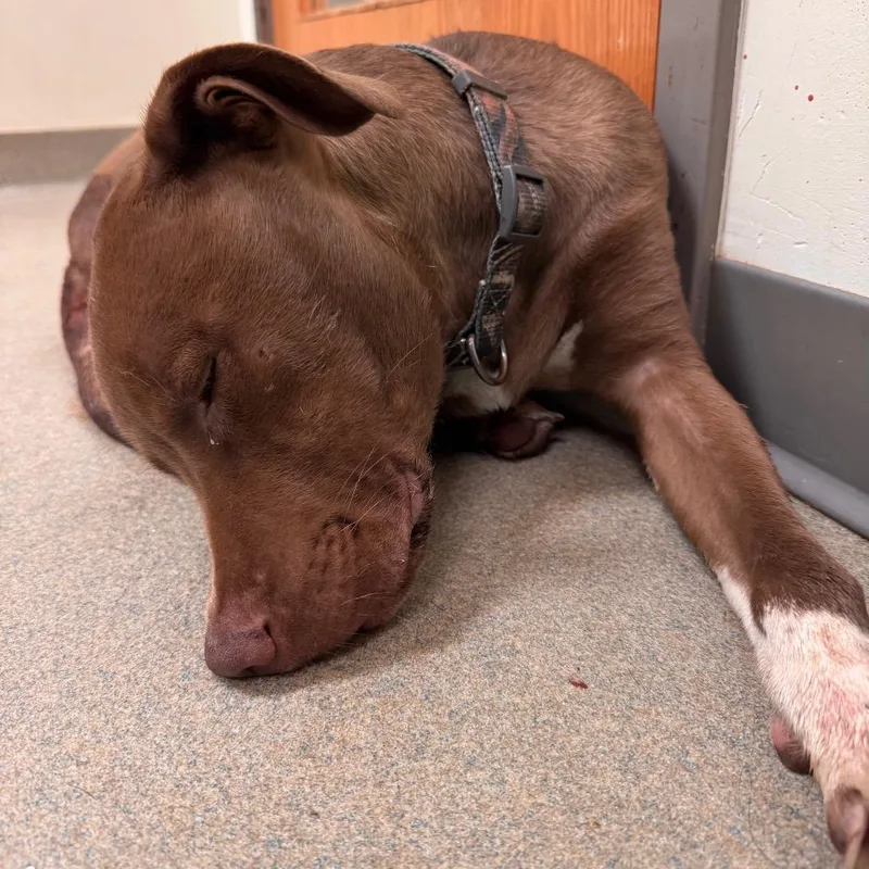 A young medium-sized male Brown / Chocolate Pit Bull Terrier dog named Bambi Ryhs for adoption in Lynchburg, VA