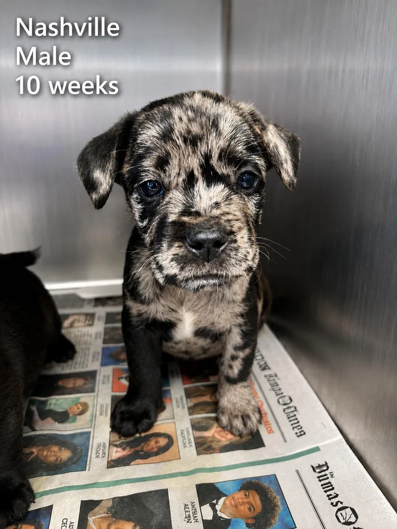 A baby medium-sized male Catahoula Leopard Dog dog named Nashville for adoption in Carmel, NY