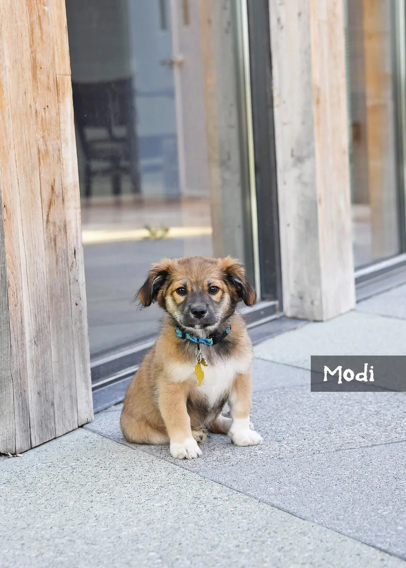 Modi thumbnail 3