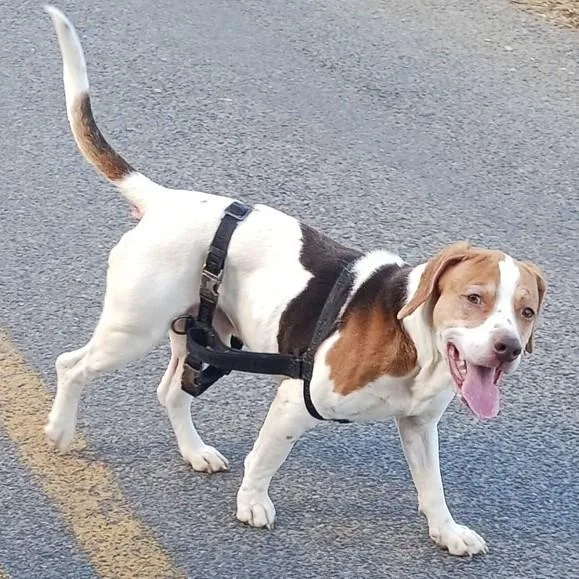 An adult medium-sized male Beagle dog named Philo for adoption in Hagerstown, MD