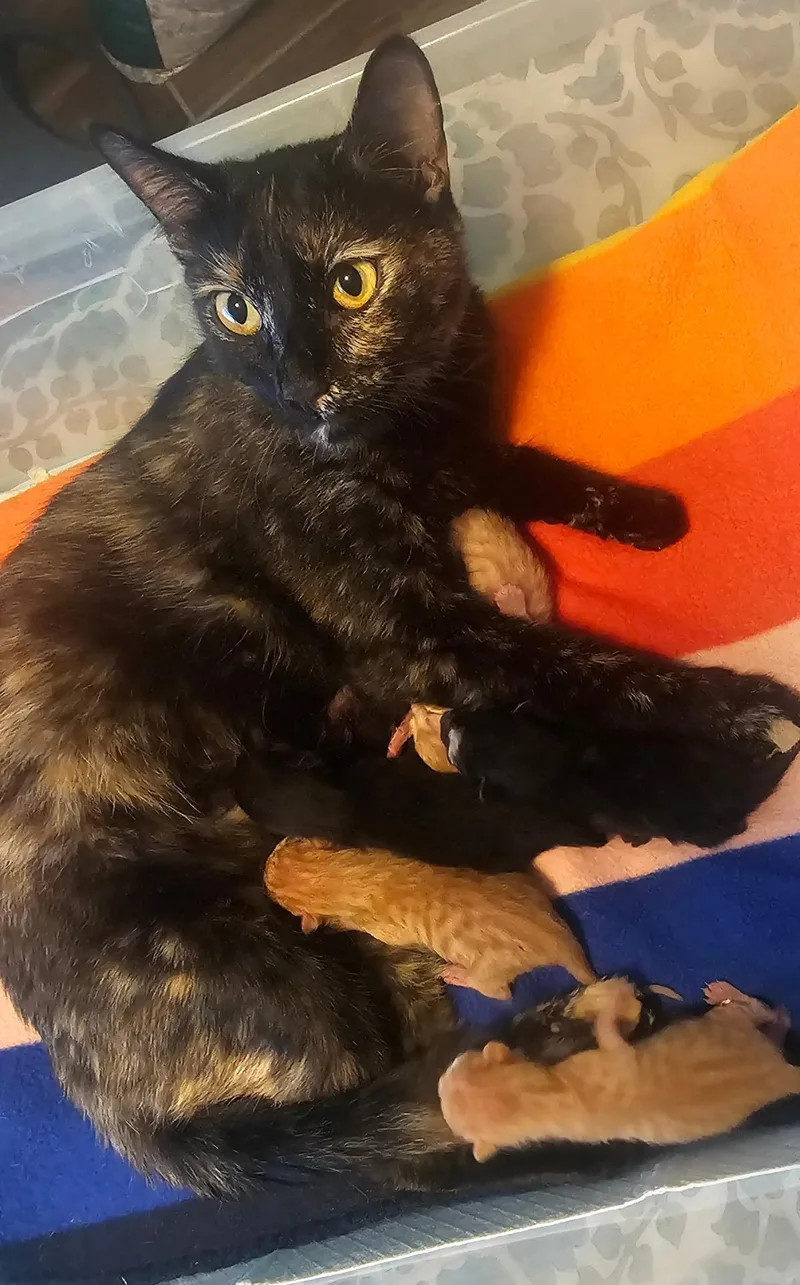 A young medium-sized female Tortoiseshell cat named Shelby Vroom Vroom for adoption in Chandler, AZ