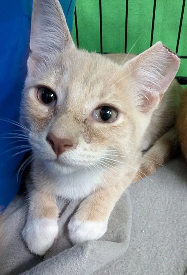 A young medium-sized male Tabby (Buff / Tan / Fawn) Domestic Short Hair cat named Tink for adoption in Adrian, MI