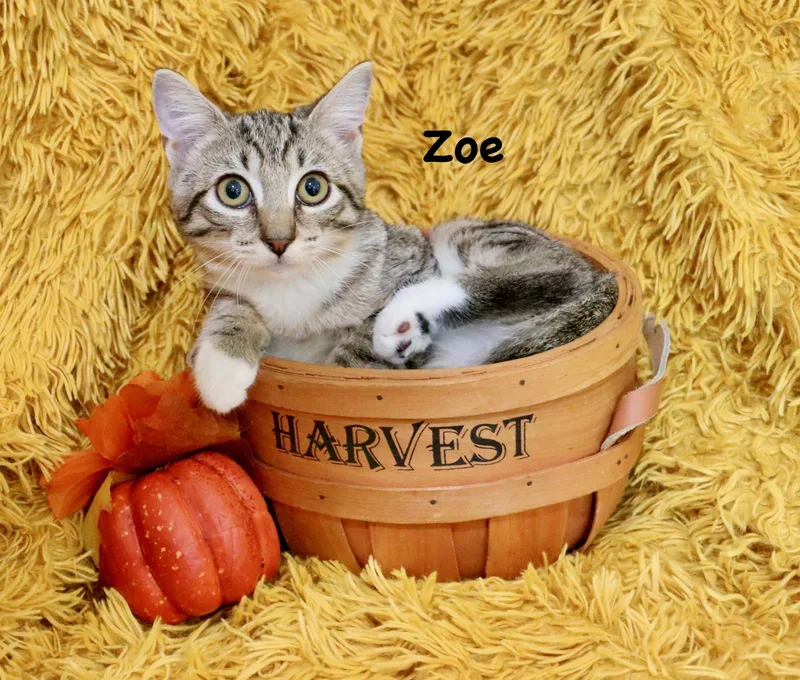 A baby medium-sized female Tabby (Buff / Tan / Fawn) American Bobtail cat named Zoe for adoption in Saint Augustine, FL