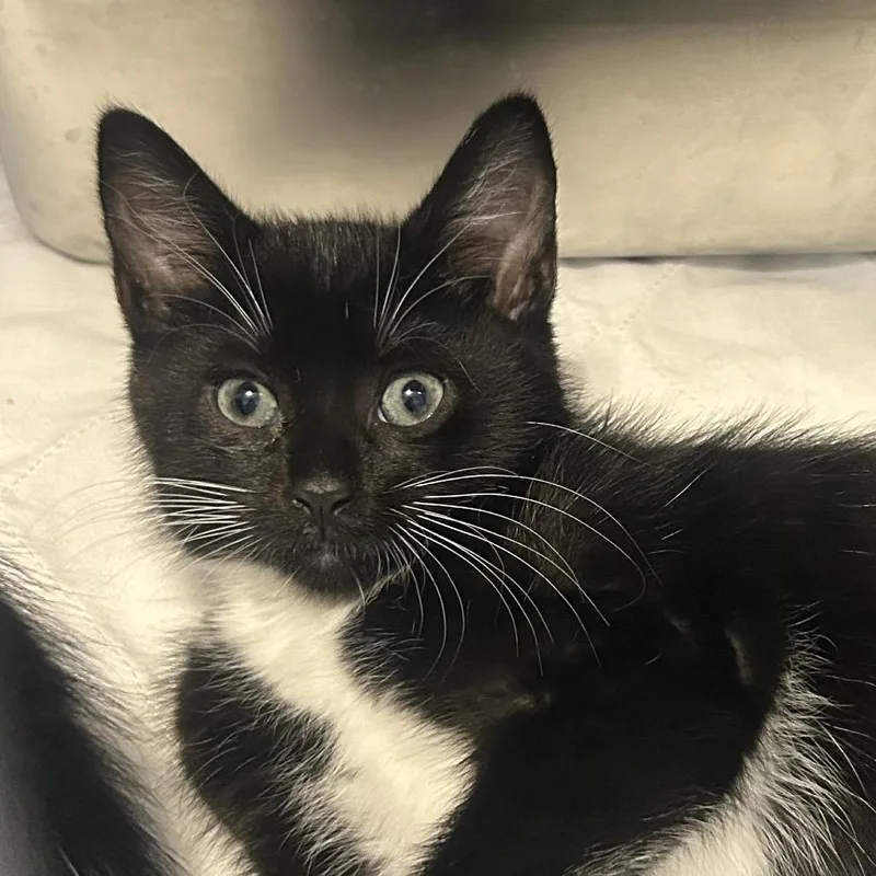 A baby small-sized female Domestic Short Hair cat named Hazel for adoption in Middletown, NY