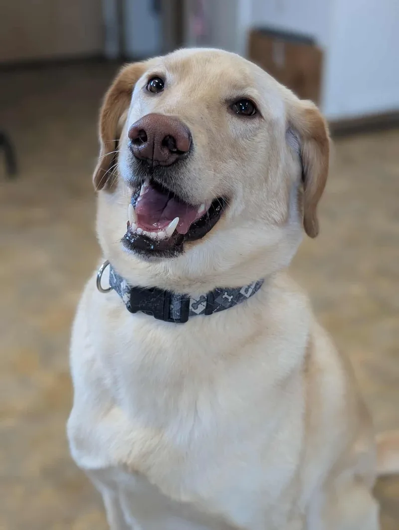 An adult large-sized male Yellow / Tan / Blond / Fawn Labrador Retriever dog named Gunnar for adoption in Bethel, AK