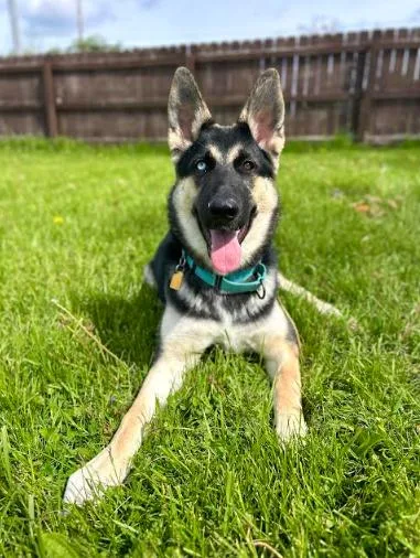 A young medium-sized female Black German Shepherd Dog dog named Pagosa for adoption in Brunswick, OH
