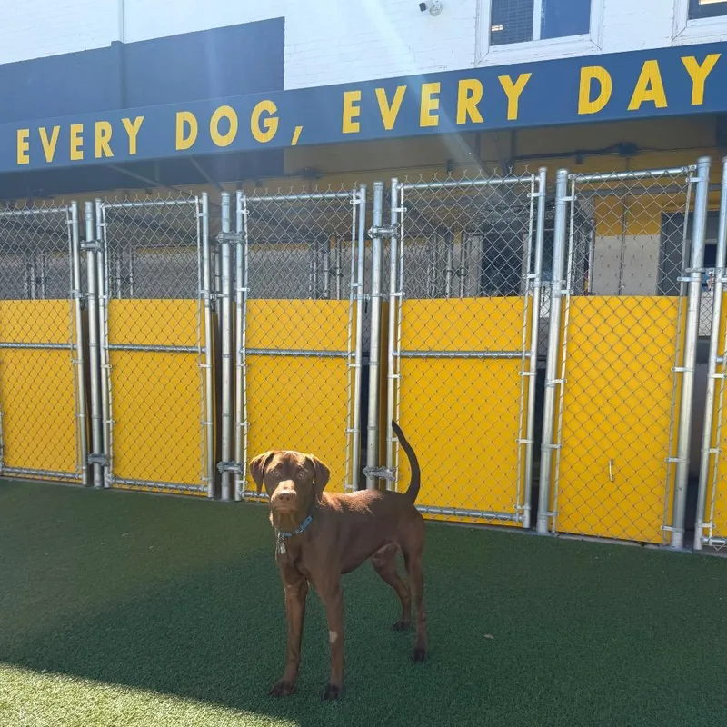 An adult large-sized male Terrier dog named Red for adoption in Falls Church, VA