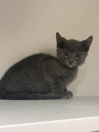 A baby small-sized female Domestic Short Hair cat named Rylahh for adoption in West Chester, PA