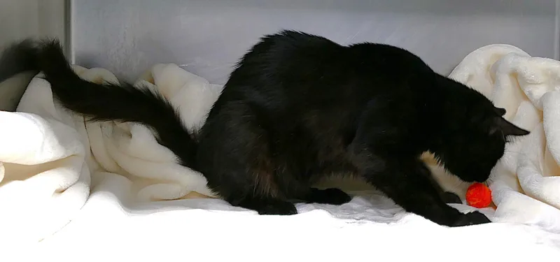 An adult large-sized male Black Maine Coon cat named Brindley for adoption in Beechbottom, WV