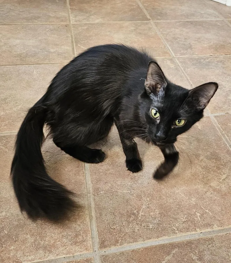 Deadbeat Debby thumbnail 5