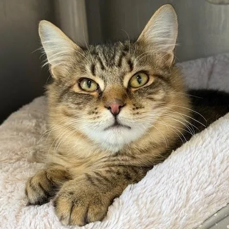 A young medium-sized male Tabby (Buff / Tan / Fawn) Domestic Medium Hair cat named Tabs for adoption in Honesdale, PA