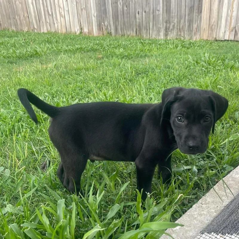 A baby small-sized male Black Labrador Retriever dog named Coach for adoption in Buffalo, MN