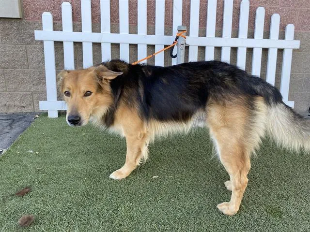 An adult medium-sized male German Shepherd Dog dog named Buddy for adoption in Modesto, CA