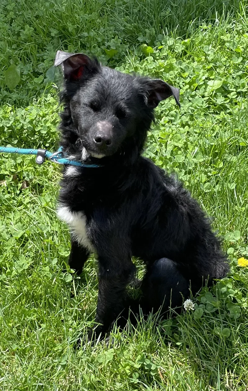 An adult small-sized male Black Terrier dog named Riley Hold for adoption in Canton, OH