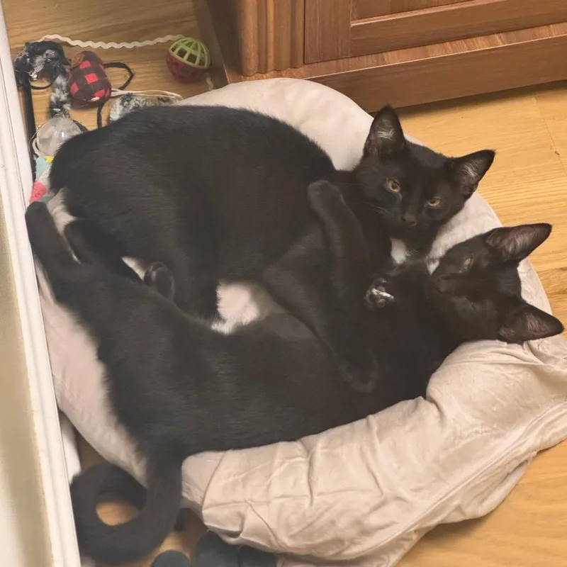 A baby medium-sized male Black Domestic Short Hair cat named Taquera for adoption in Columbia Station, OH