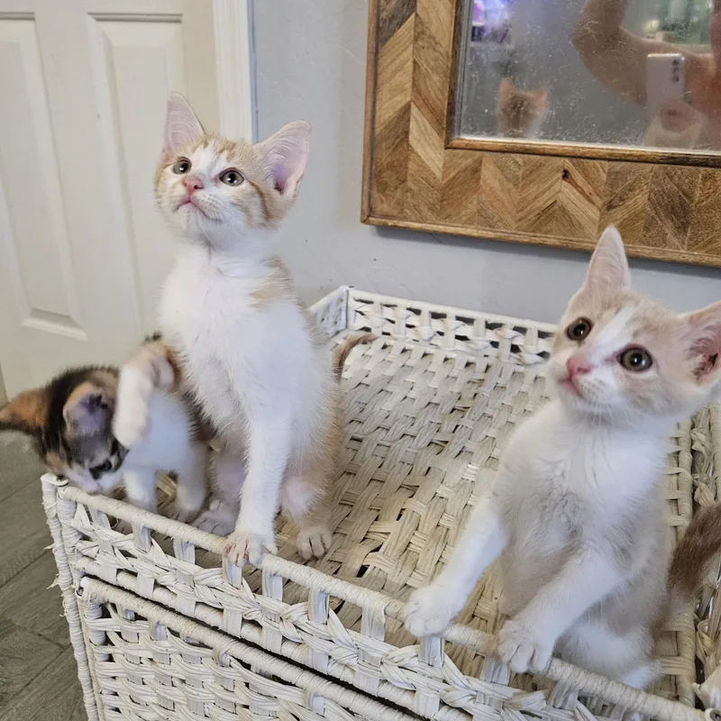 A baby medium-sized male Orange & White Tabby cat named Pulp Riot for adoption in Phoenix, AZ