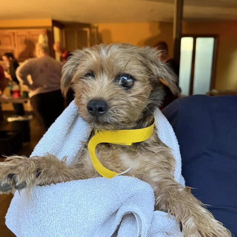 A young medium-sized male Shih Tzu dog named Monster for adoption in Madison, WI