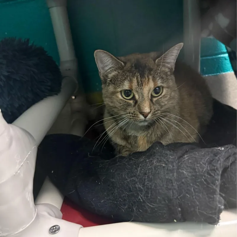 An adult large-sized female Brown / Chocolate Domestic Short Hair cat named Fannie for adoption in Fredericksburg, VA