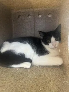 An adult small-sized female Domestic Short Hair cat named Polo for adoption in Roseville, CA