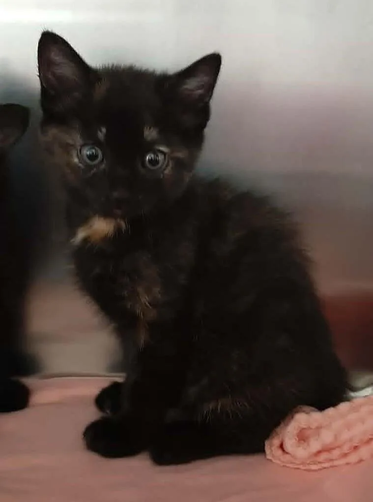 A baby medium-sized female Tortoiseshell Domestic Short Hair cat named Minnie for adoption in Georgetown, OH
