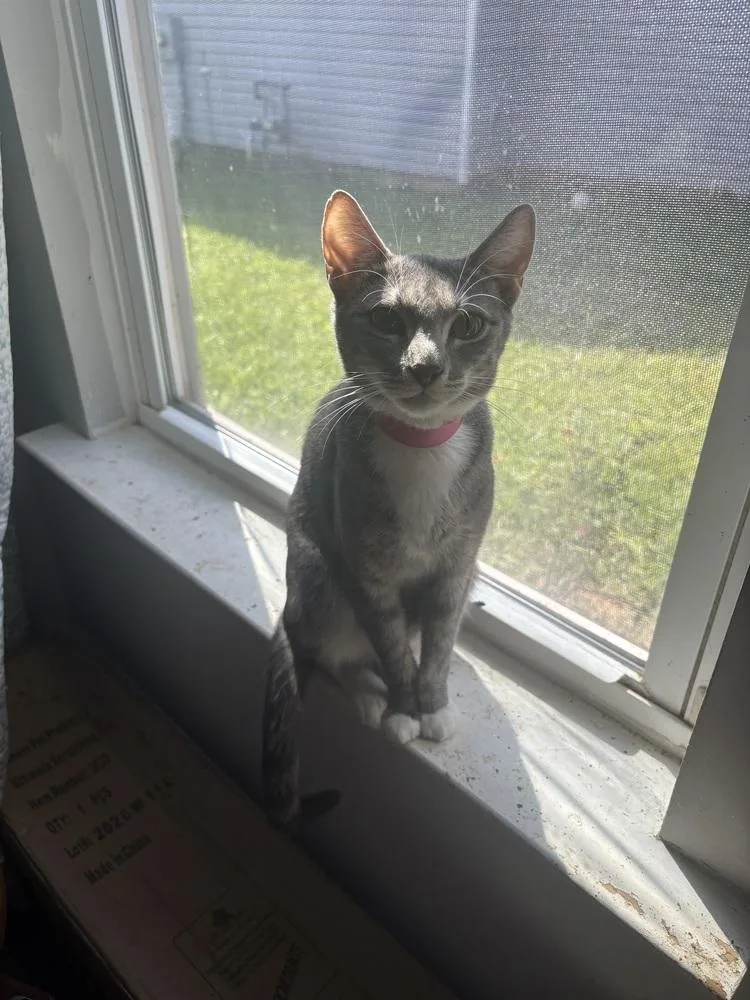An adult medium-sized female Gray & White Domestic Short Hair cat named Becca Bonkers for adoption in Salisbury, NC