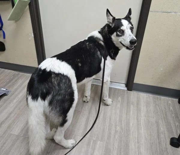 A young large-sized male Siberian Husky dog named Tobey for adoption in Oceanside, CA