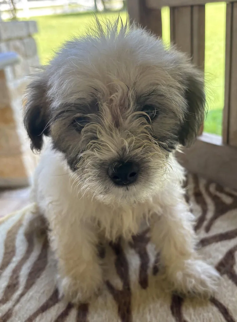 Bandit