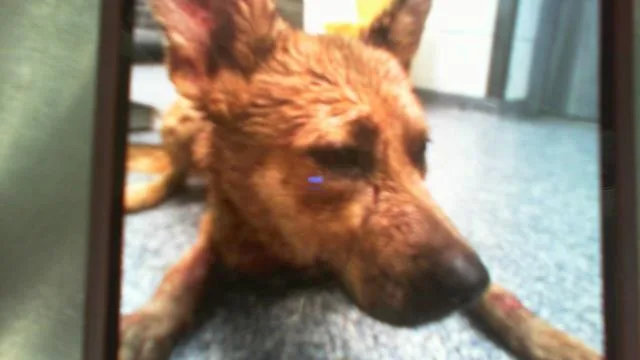 A young medium-sized female German Shepherd Dog dog named Juliette for adoption in Charlotte, NC