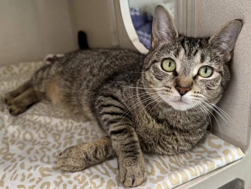 An adult small-sized female Tabby (Brown / Chocolate) Tabby cat named Lena for adoption in Eatontown, NJ