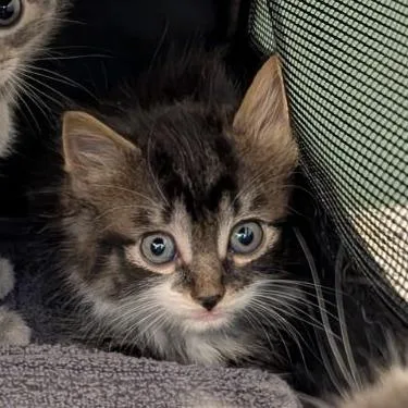 A baby small-sized male Domestic Short Hair cat named Gizmo for adoption in Fairport, NY