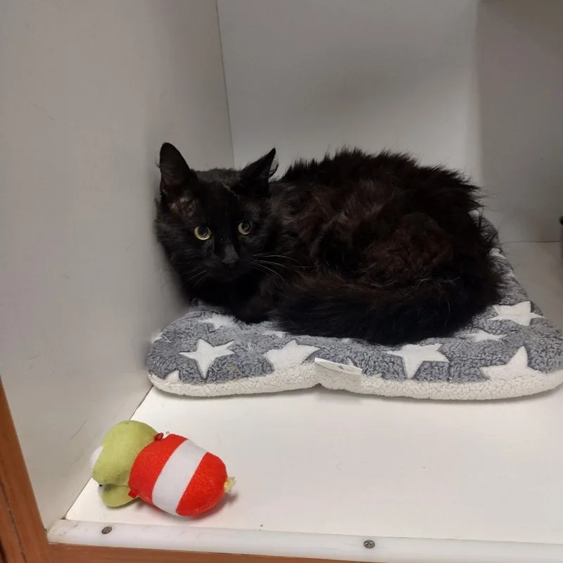 An adult small-sized male Black Domestic Long Hair cat named Zenith for adoption in Troy, IL