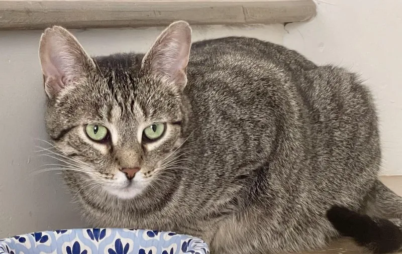 A baby medium-sized female Tabby (Brown / Chocolate) Domestic Short Hair cat named Anise for adoption in Chicago, IL