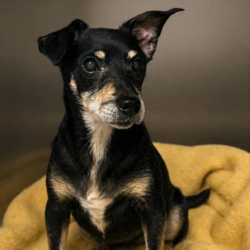 A senior small-sized female Black Mixed Breed dog named Shmokeh Jane for adoption in Rocky Mount, VA