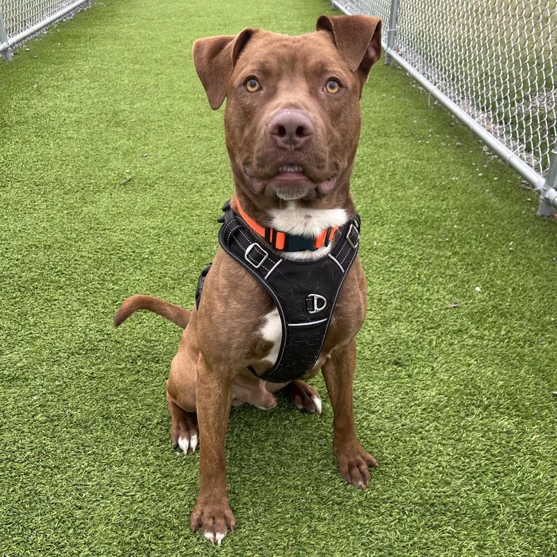 An adult large-sized male Brindle Mixed Breed dog named Johnny for adoption in Binghamton, NY