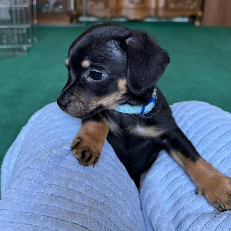 A baby small-sized male Black Miniature Dachshund dog named Granbull for adoption in Fresno, CA