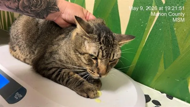 An adult small-sized male Domestic Short Hair cat named Gordo for adoption in Ocala, FL