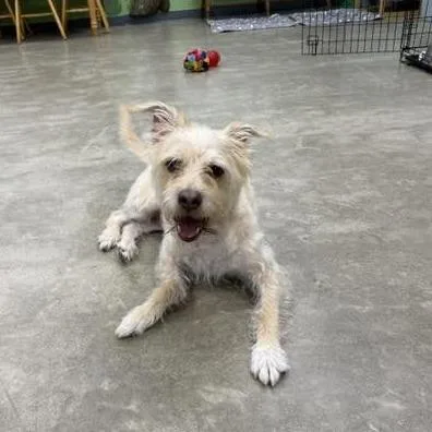 An adult medium-sized male Yellow / Tan / Blond / Fawn Mixed Breed dog named Zeus for adoption in Archbold , OH