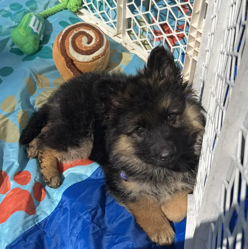 A baby medium-sized female Bicolor German Shepherd Dog dog named Fergie for adoption in Rochester, NY