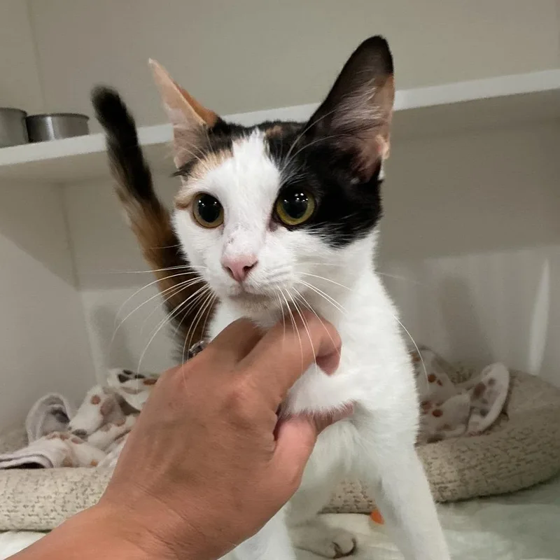 A young medium-sized female White Domestic Short Hair cat named Tigger for adoption in Elizabeth City, NC