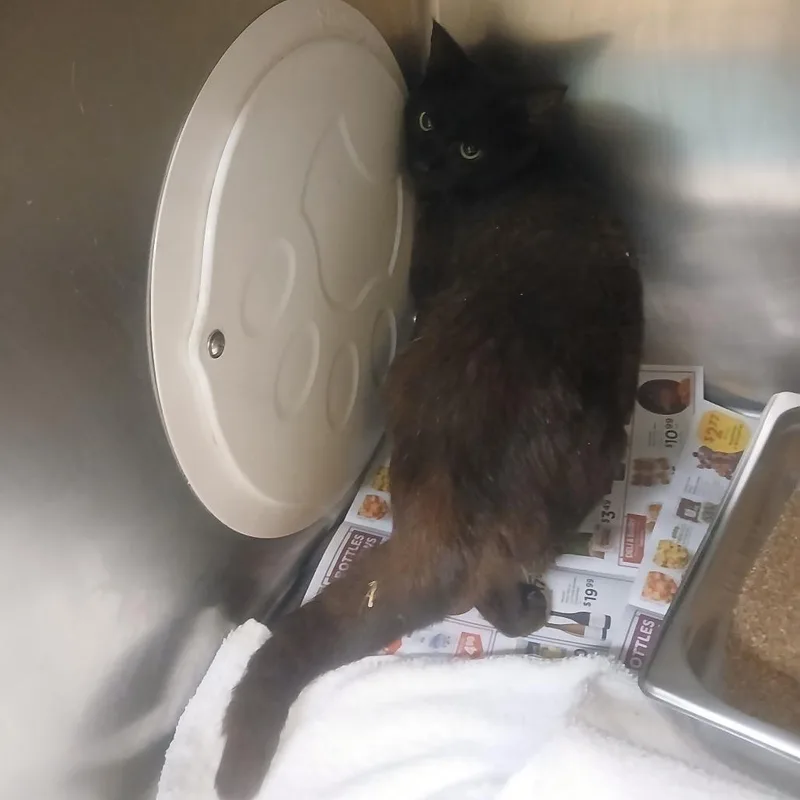 An adult medium-sized female Black Domestic Short Hair cat named Tia for adoption in Memphis, TN