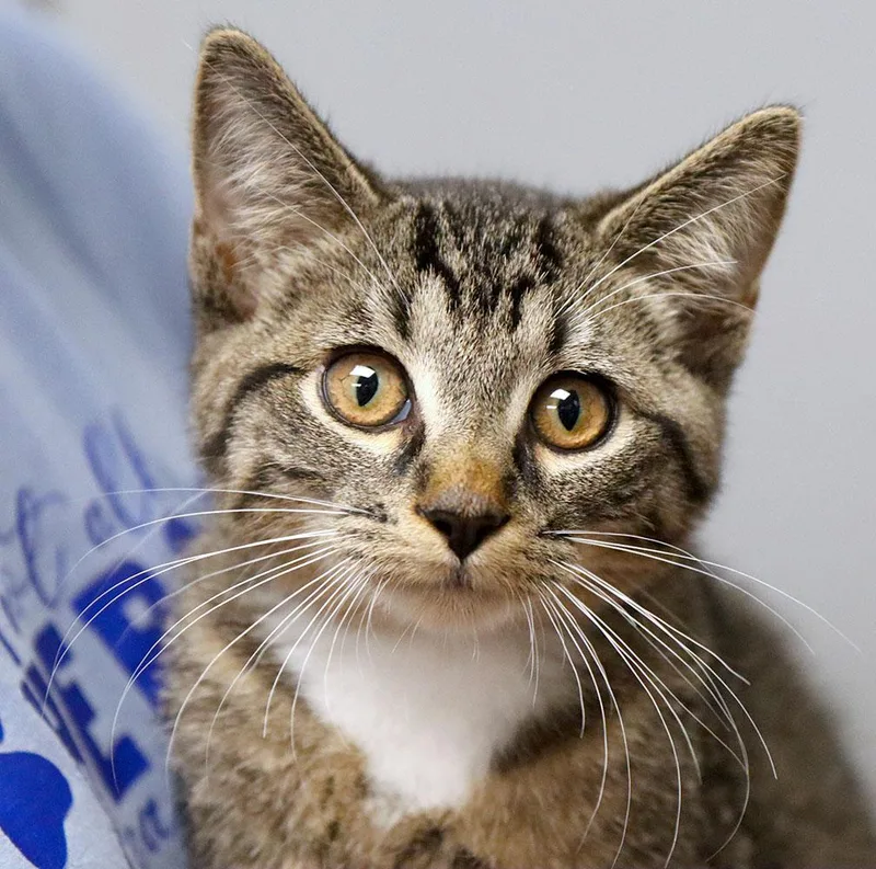 A baby medium-sized male Tabby (Gray / Blue / Silver) Domestic Short Hair cat named Marmalade for adoption in Kansas City, KS