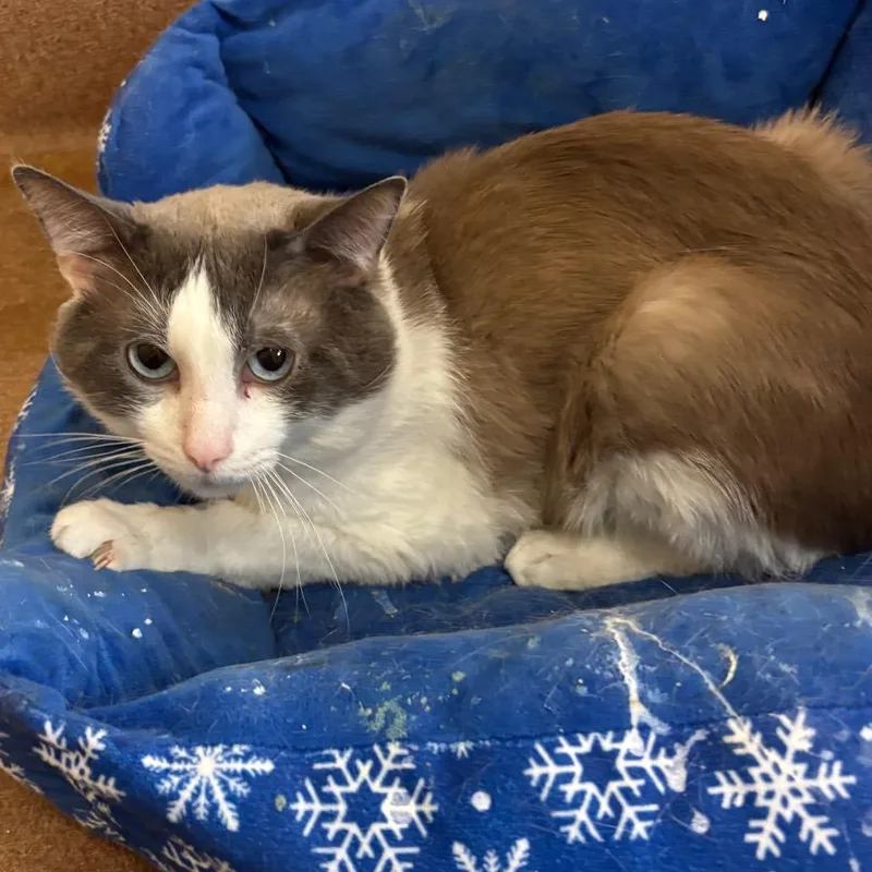 An adult medium-sized male White Domestic Short Hair cat named Waffle for adoption in Los Angeles, CA
