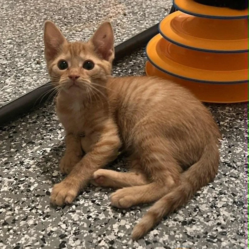 A baby medium-sized female Domestic Short Hair cat named Lychee for adoption in Candler, NC