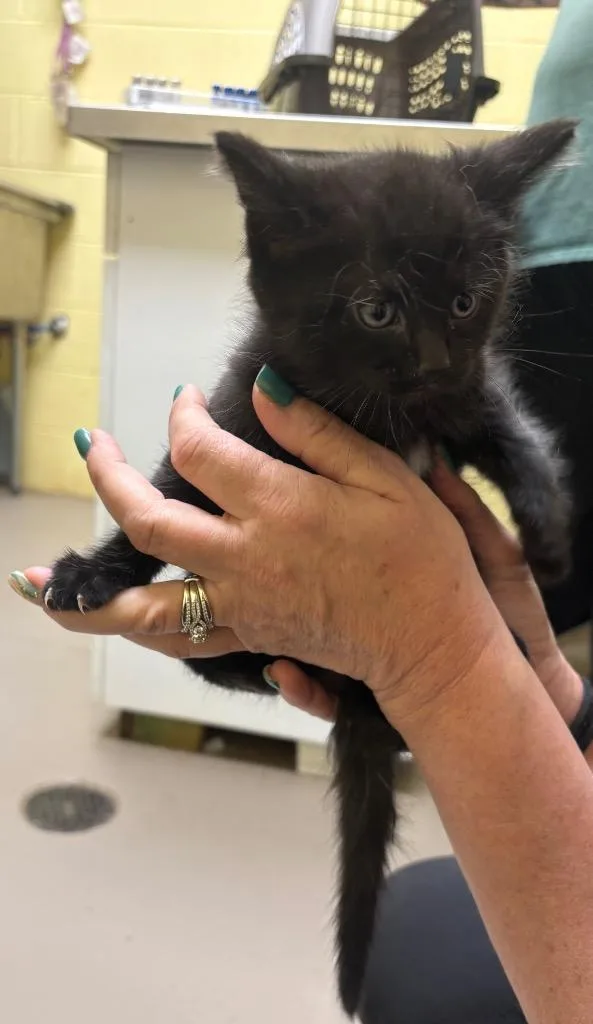 A baby small-sized male Domestic Short Hair cat named French Roast for adoption in Crossville, TN